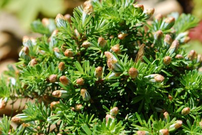 Abies koreana 'Kristallkungel' - jedle korejská (čarověník) - pupen